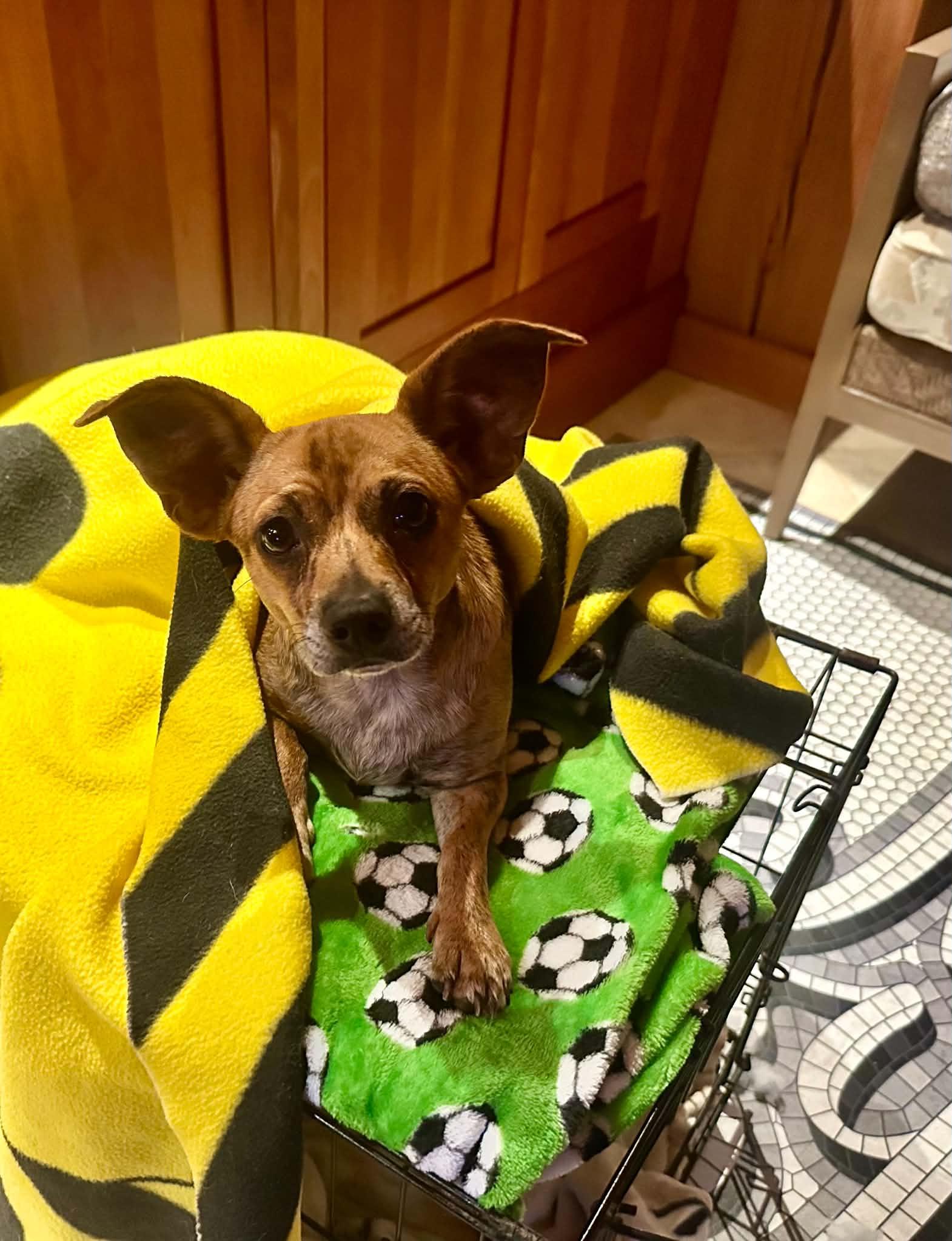Ariel, a Adoptable mixed breed in Argyle, NY image 5/6