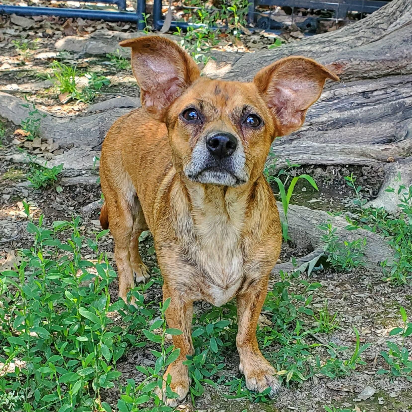 Enlarge Ariel, a Adoptable mixed breed in Argyle, NY image 3/6
