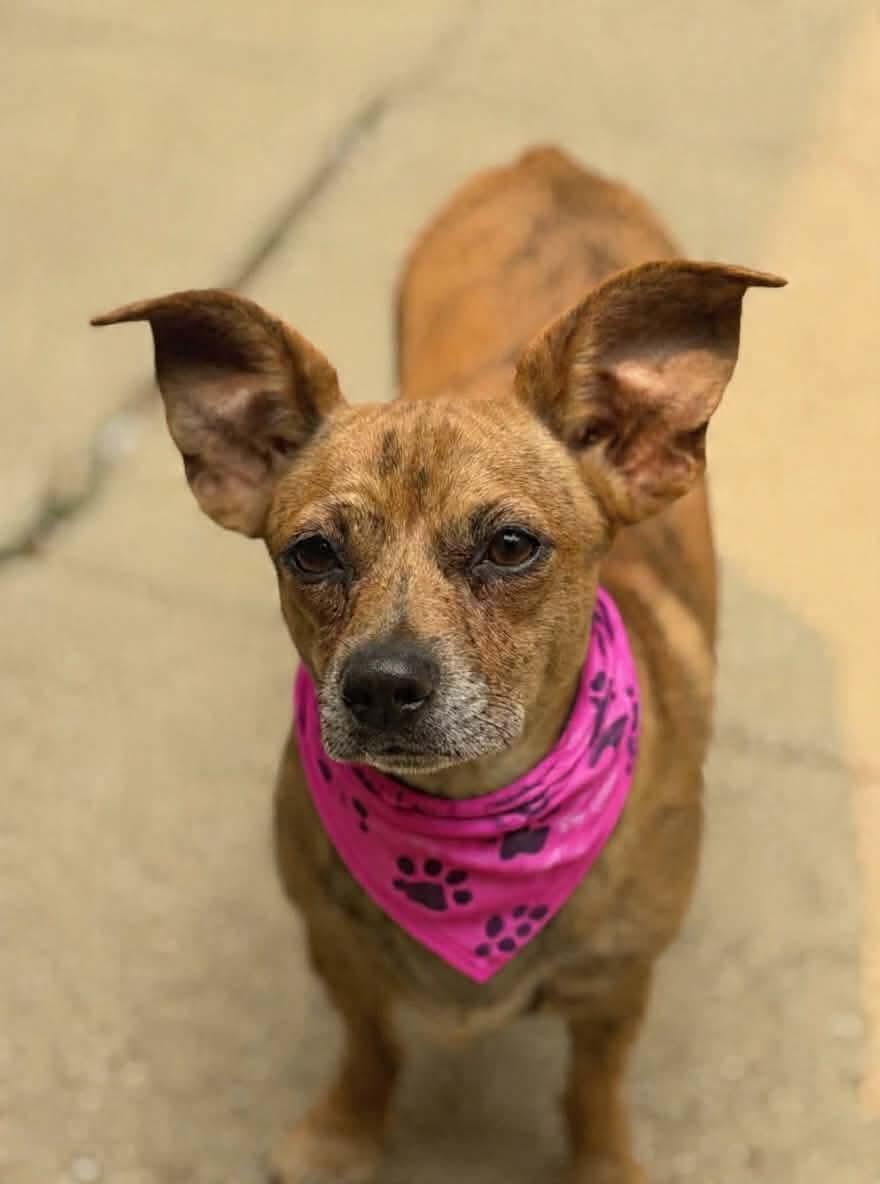Enlarge Ariel, a Adoptable mixed breed in Argyle, NY image 6/6