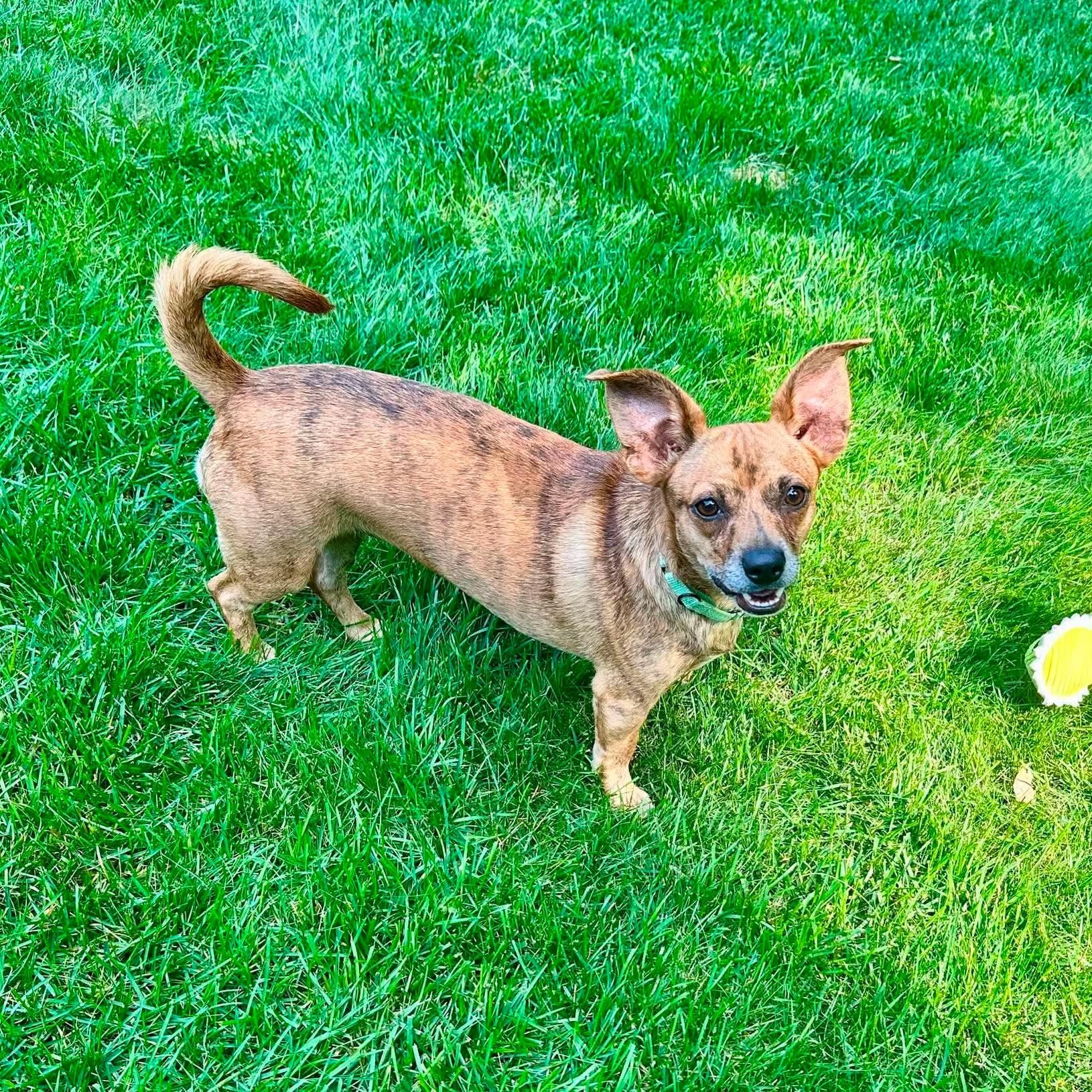 Ariel, Adoptable, Young Female Chihuahua.