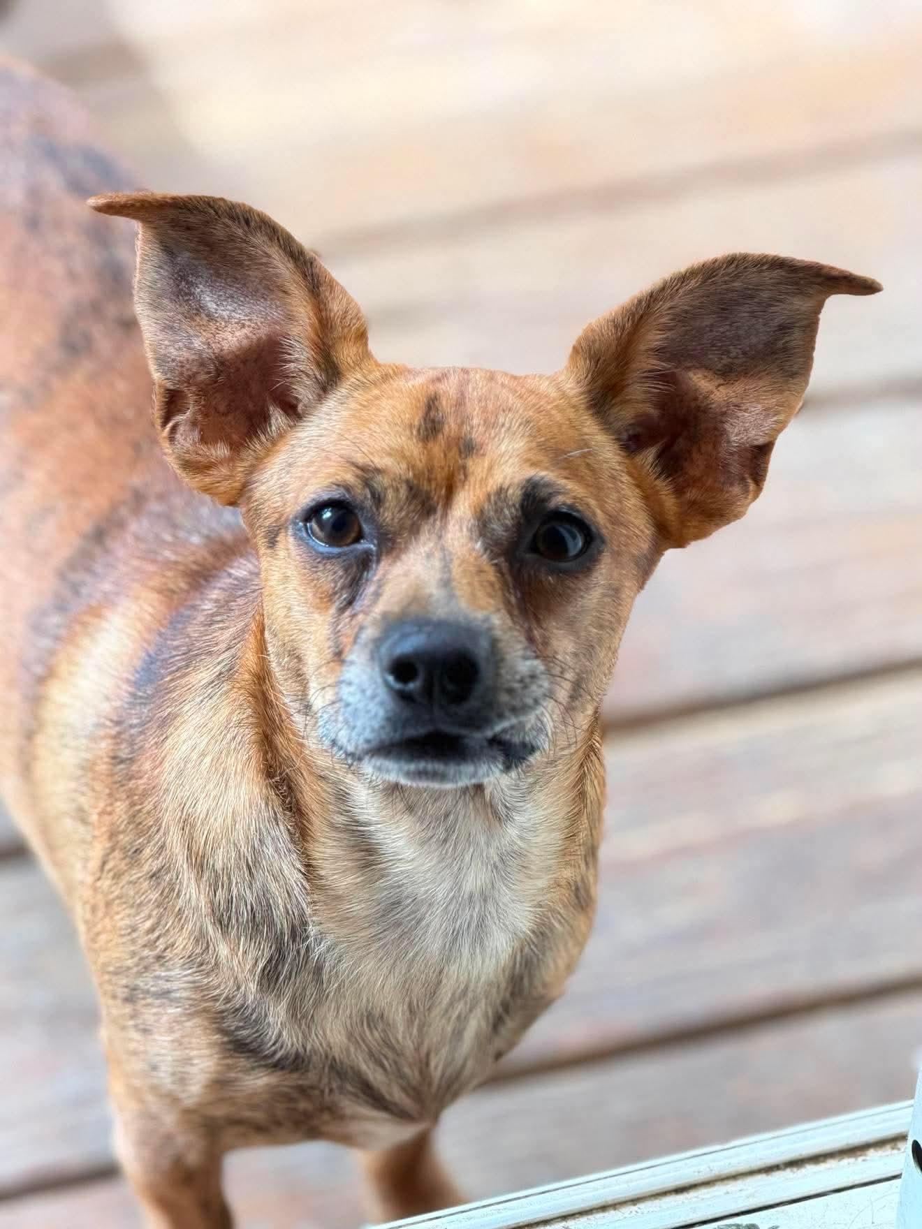 Enlarge Ariel, a Adoptable mixed breed in Argyle, NY image 4/6