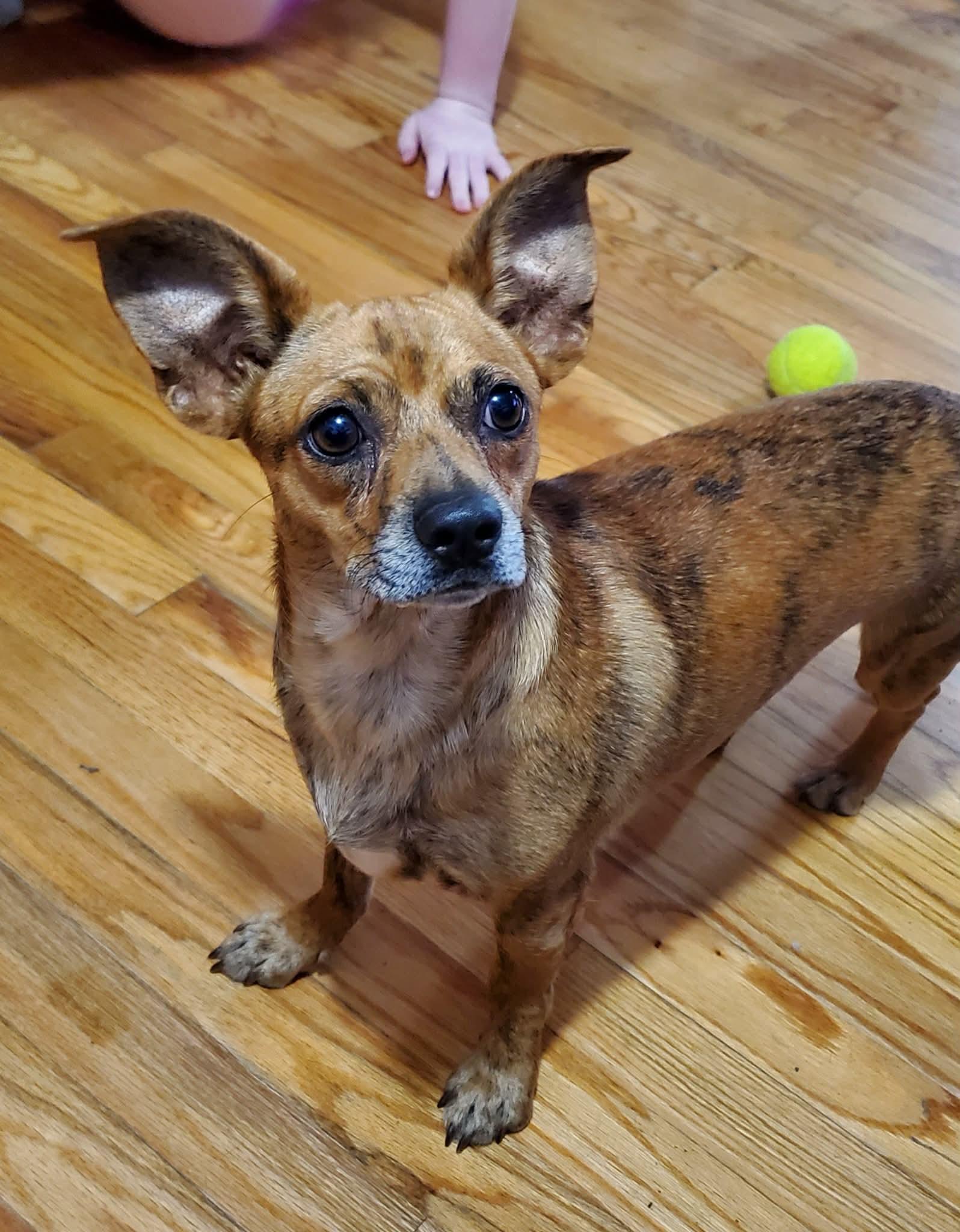 Ariel, Adoptable, Young Female Chihuahua.