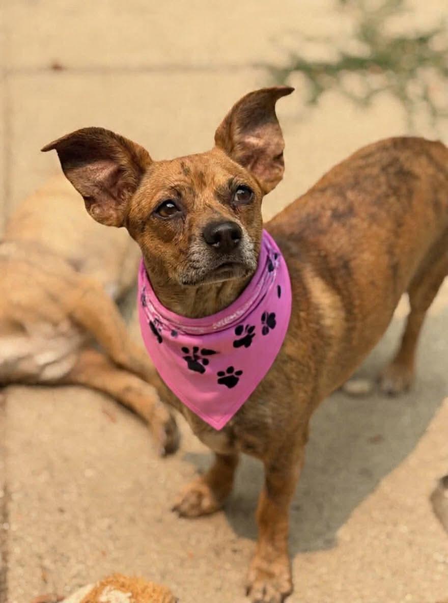 Enlarge Ariel, a Adoptable mixed breed in Argyle, NY image 2/6