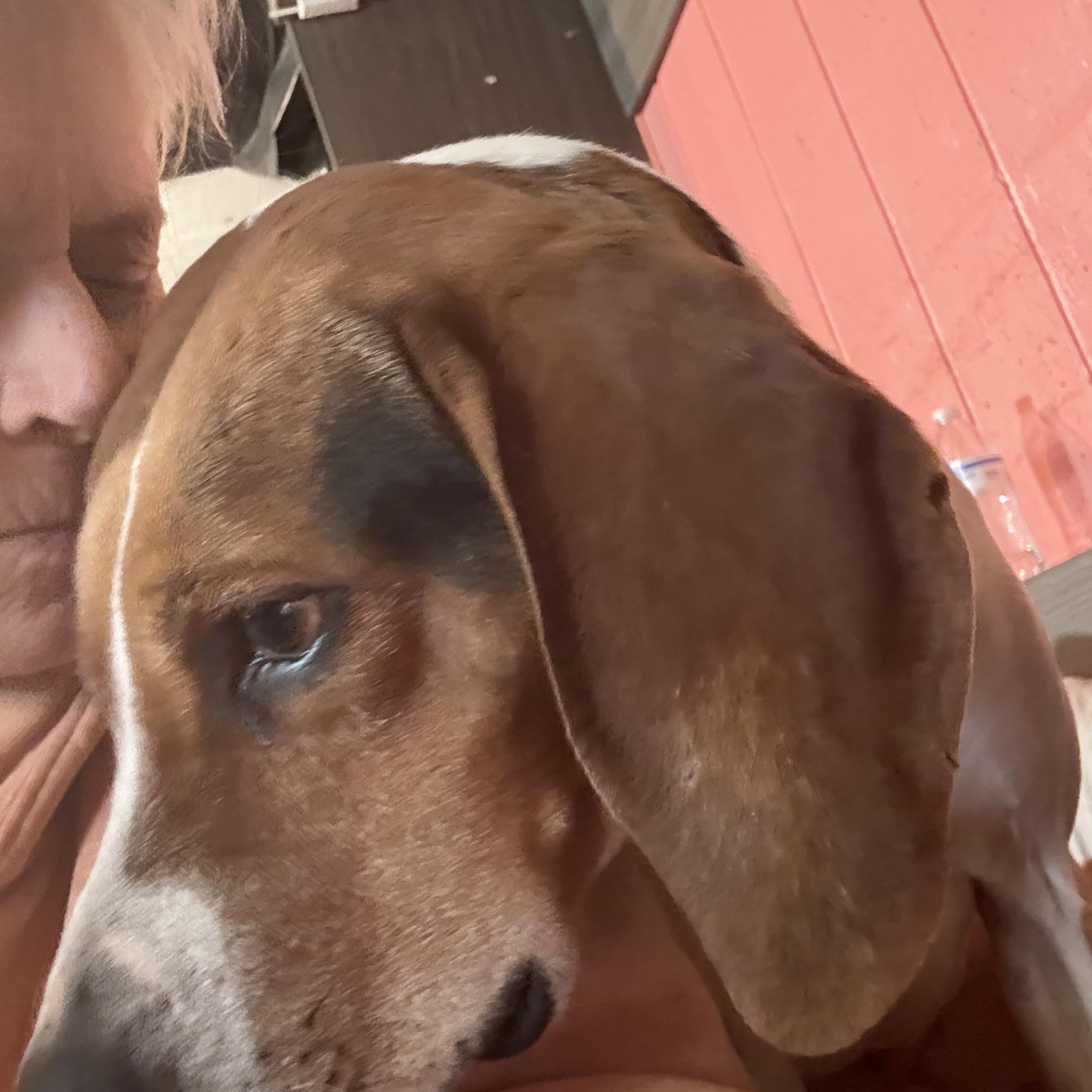 Enlarge Barney , a ADOPTABLE mixed breed in Bakersville, NC image 3/5