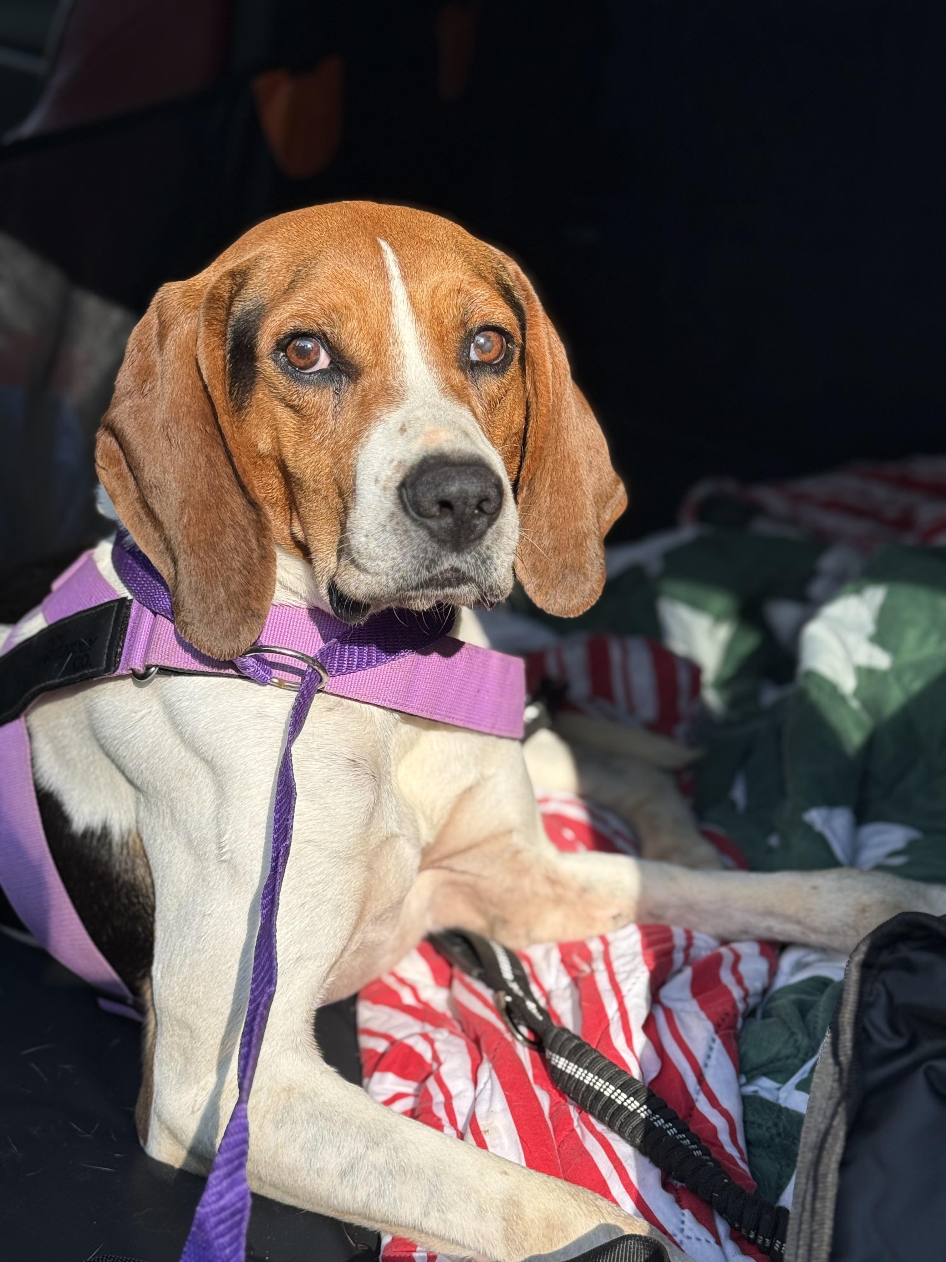 Barney , ADOPTABLE, Adult Male Treeing Walker Coonhound & Beagle.