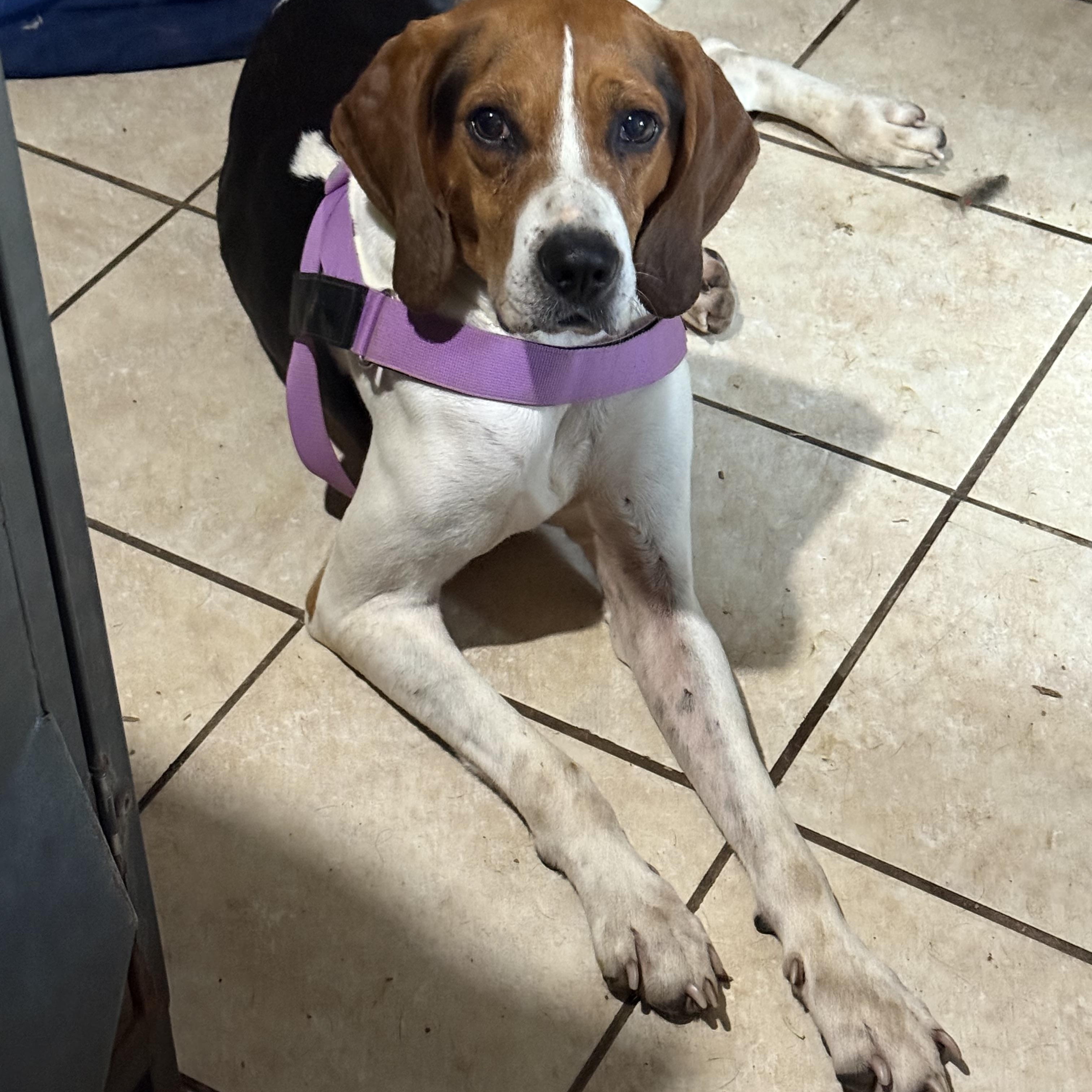 Enlarge Barney , a ADOPTABLE mixed breed in Bakersville, NC image 2/5