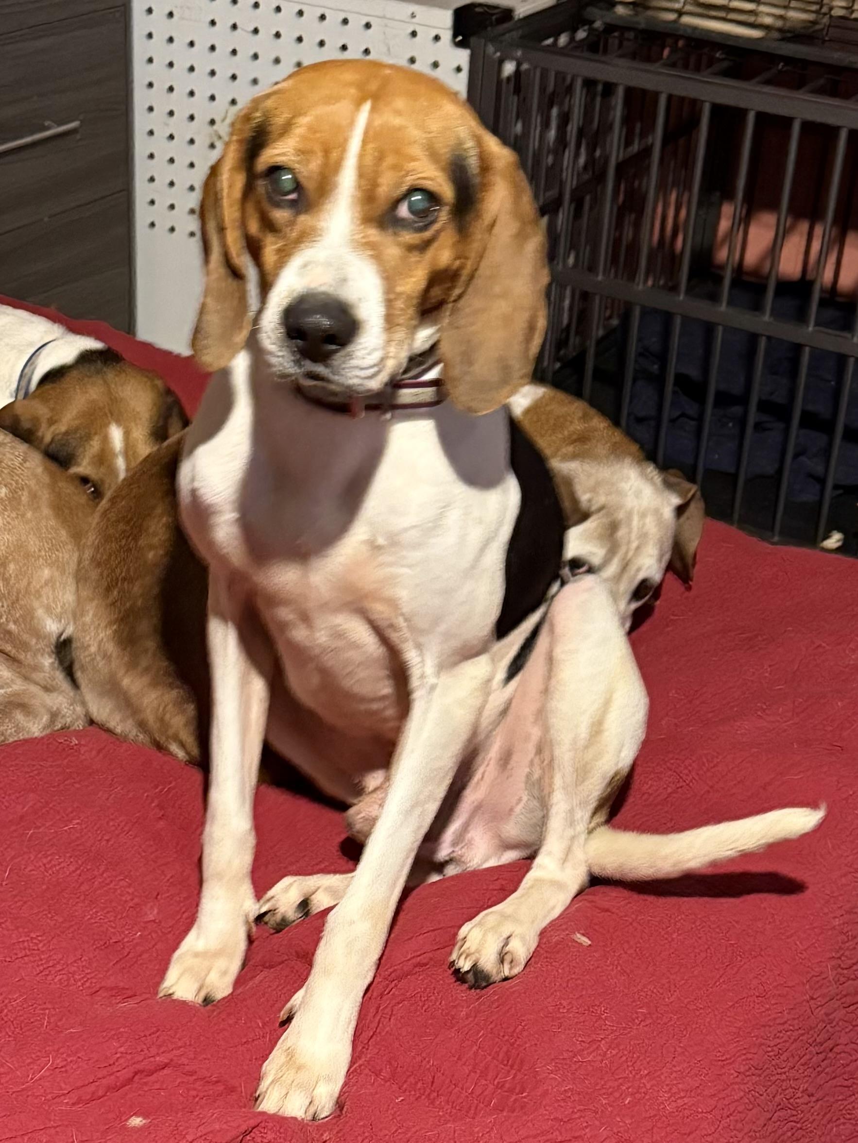 Enlarge Barney , a ADOPTABLE mixed breed in Bakersville, NC image 5/5