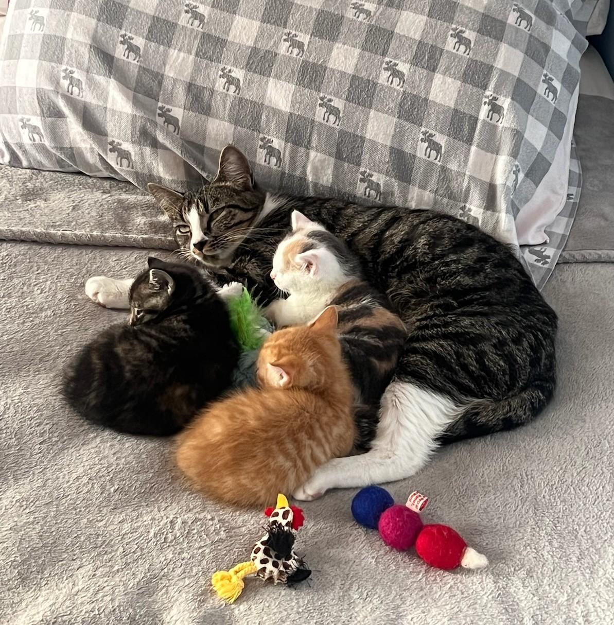 Margot, Adopted, Adult Female Domestic Short Hair.