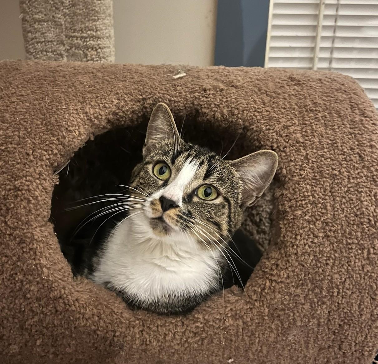Enlarge Margot, a Adopted Domestic Short Hair in Burlington, VT image 2/6