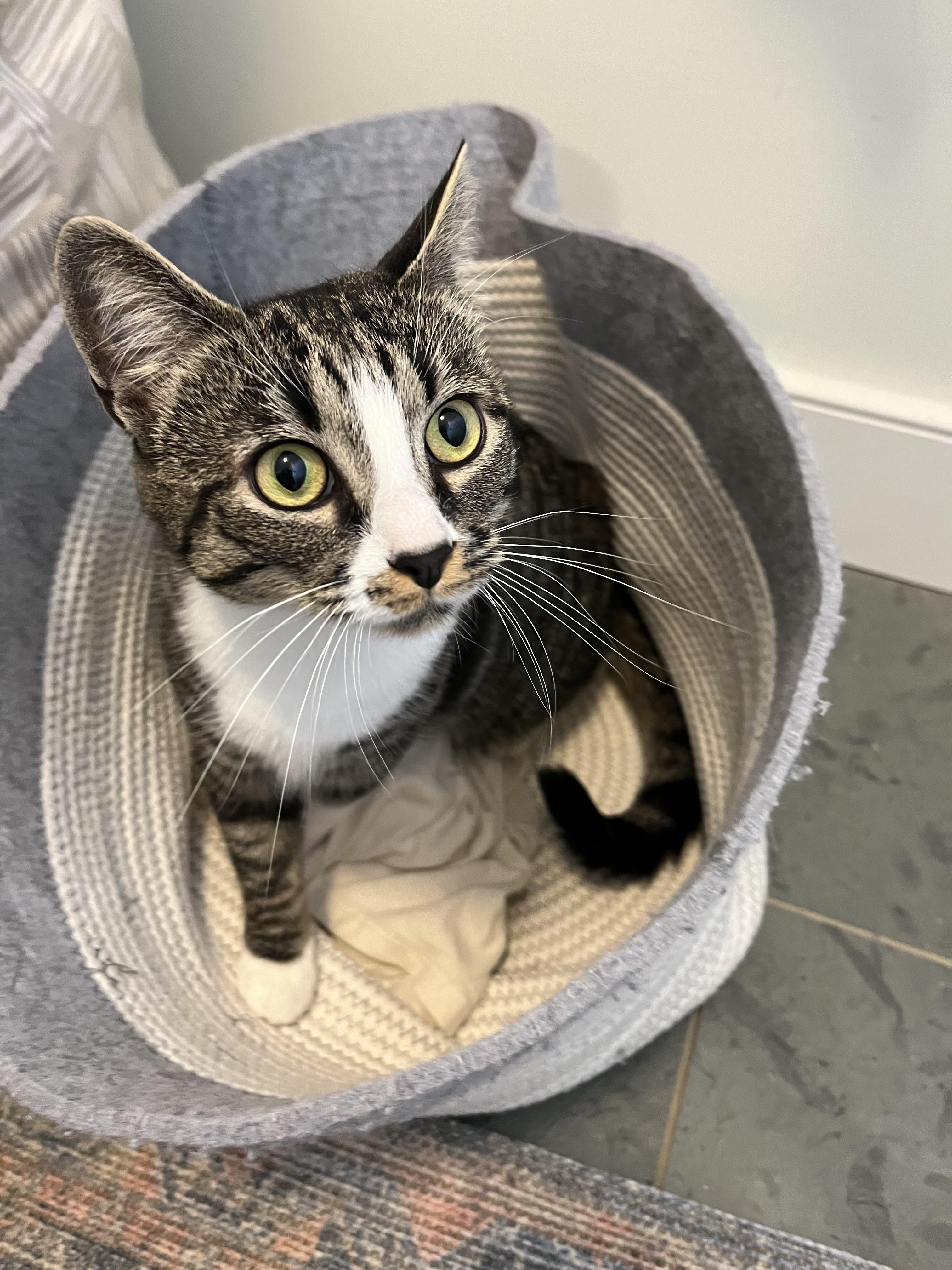 Enlarge Margot, a Adopted Domestic Short Hair in Burlington, VT image 3/6