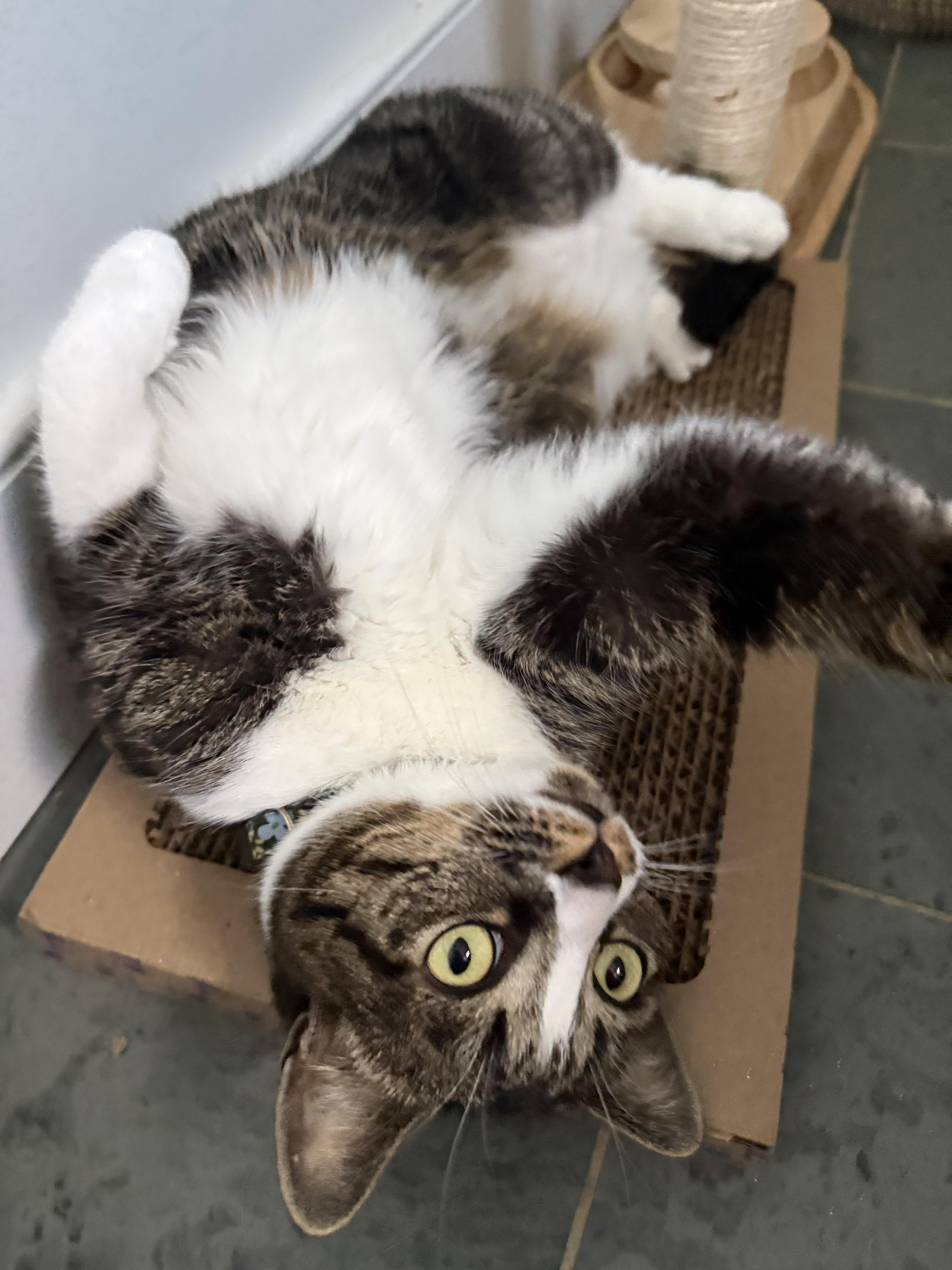 Enlarge Margot, a Adopted Domestic Short Hair in Burlington, VT image 4/6