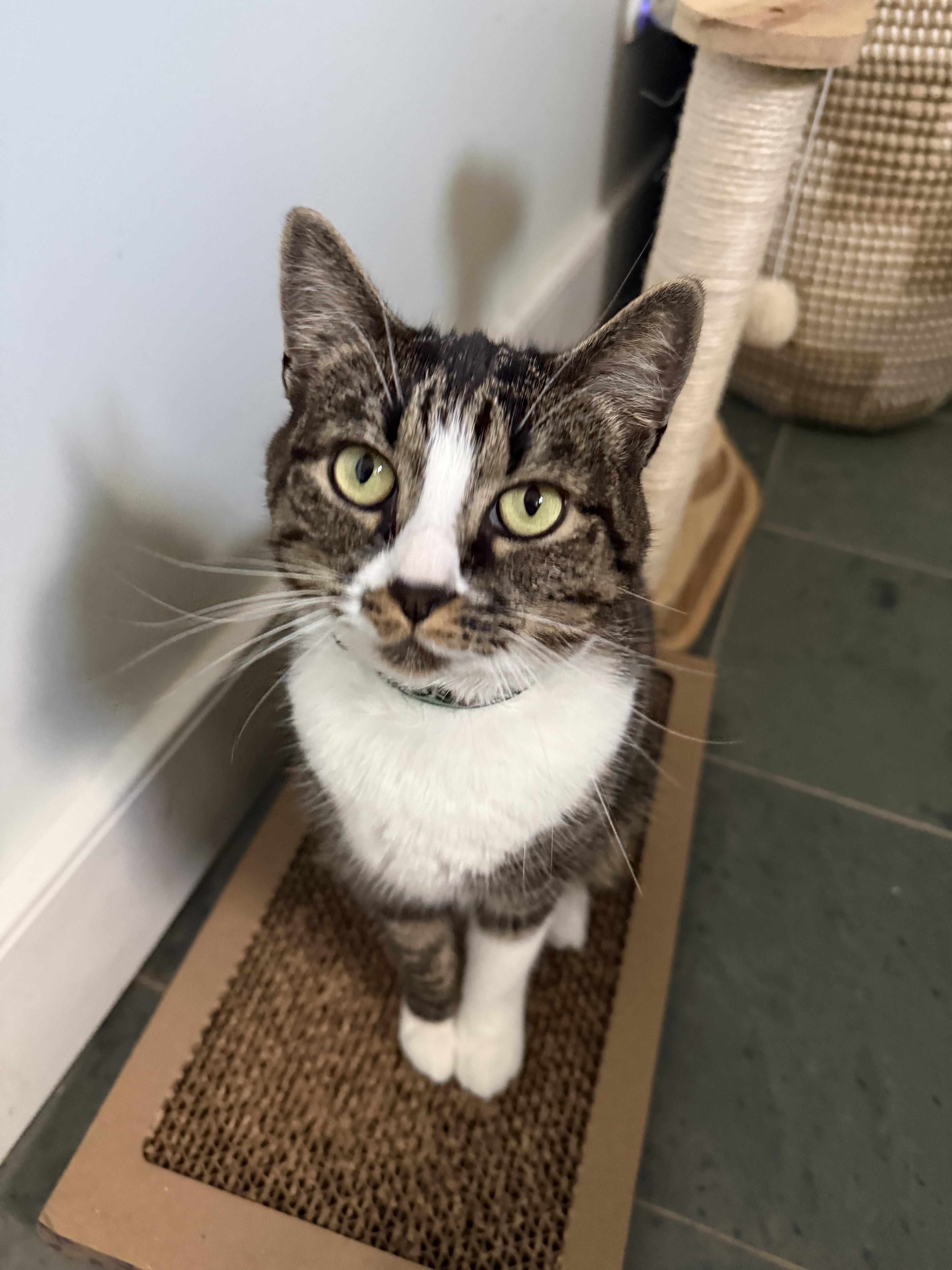 Enlarge Margot, a Adopted Domestic Short Hair in Burlington, VT image 5/6