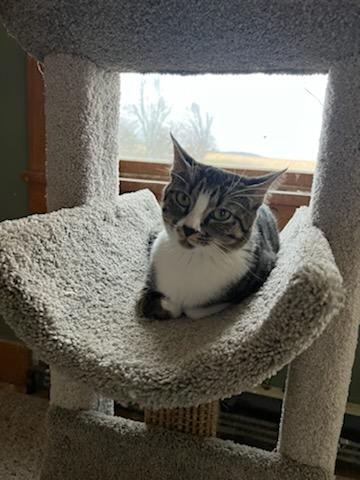 Enlarge Margot, a Adopted Domestic Short Hair in Burlington, VT image 6/6