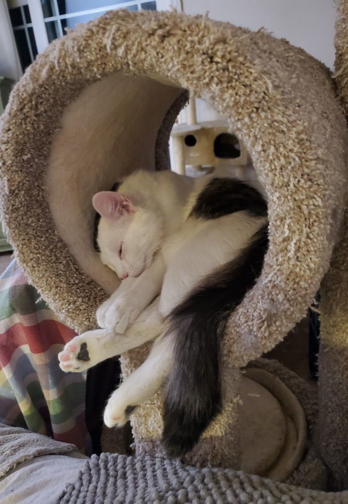 Sunday, a Adoptable Domestic Medium Hair in Riverside, CA image 3/4