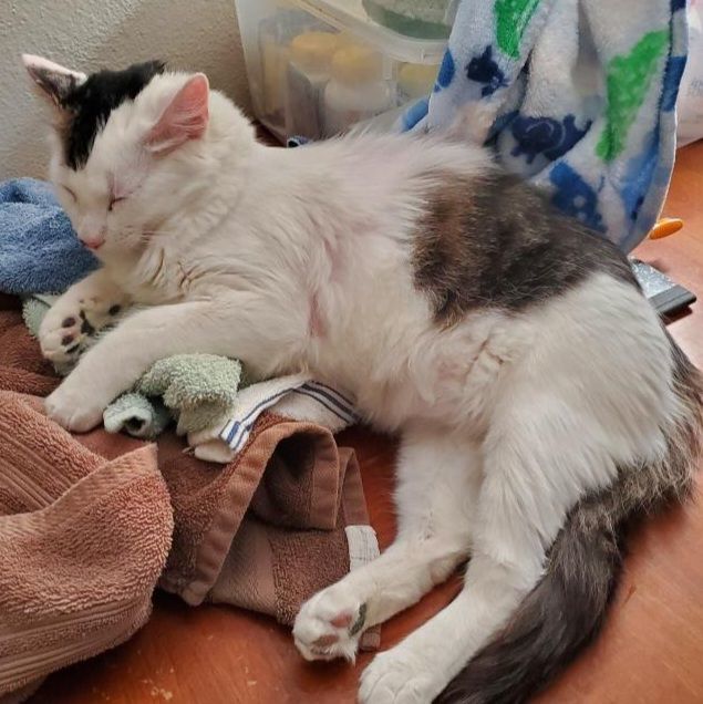 Sunday, a Adoptable Domestic Medium Hair in Riverside, CA image 4/4