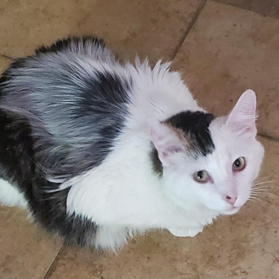 Sunday, Adoptable, Adult Male Domestic Medium Hair.