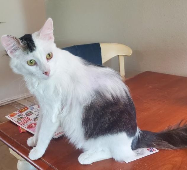 Sunday, a Adoptable Domestic Medium Hair in Riverside, CA image 2/4