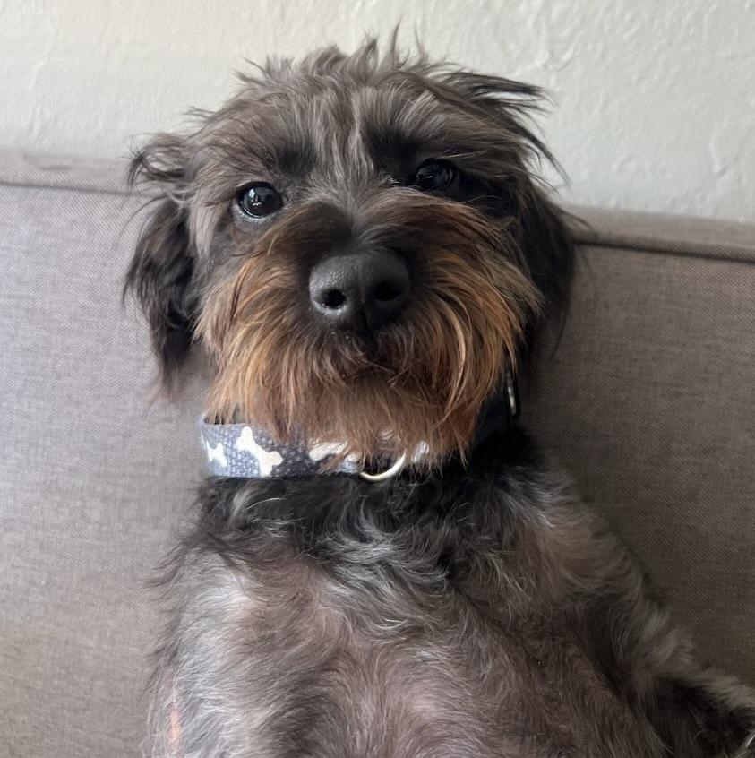 Young Toto, Loves YOU, ADOPTABLE, Young Male Schnauzer.