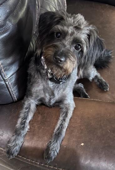 Enlarge Young Toto, Loves YOU, a ADOPTABLE mixed breed in Fort Myers Beach, FL image 2/3