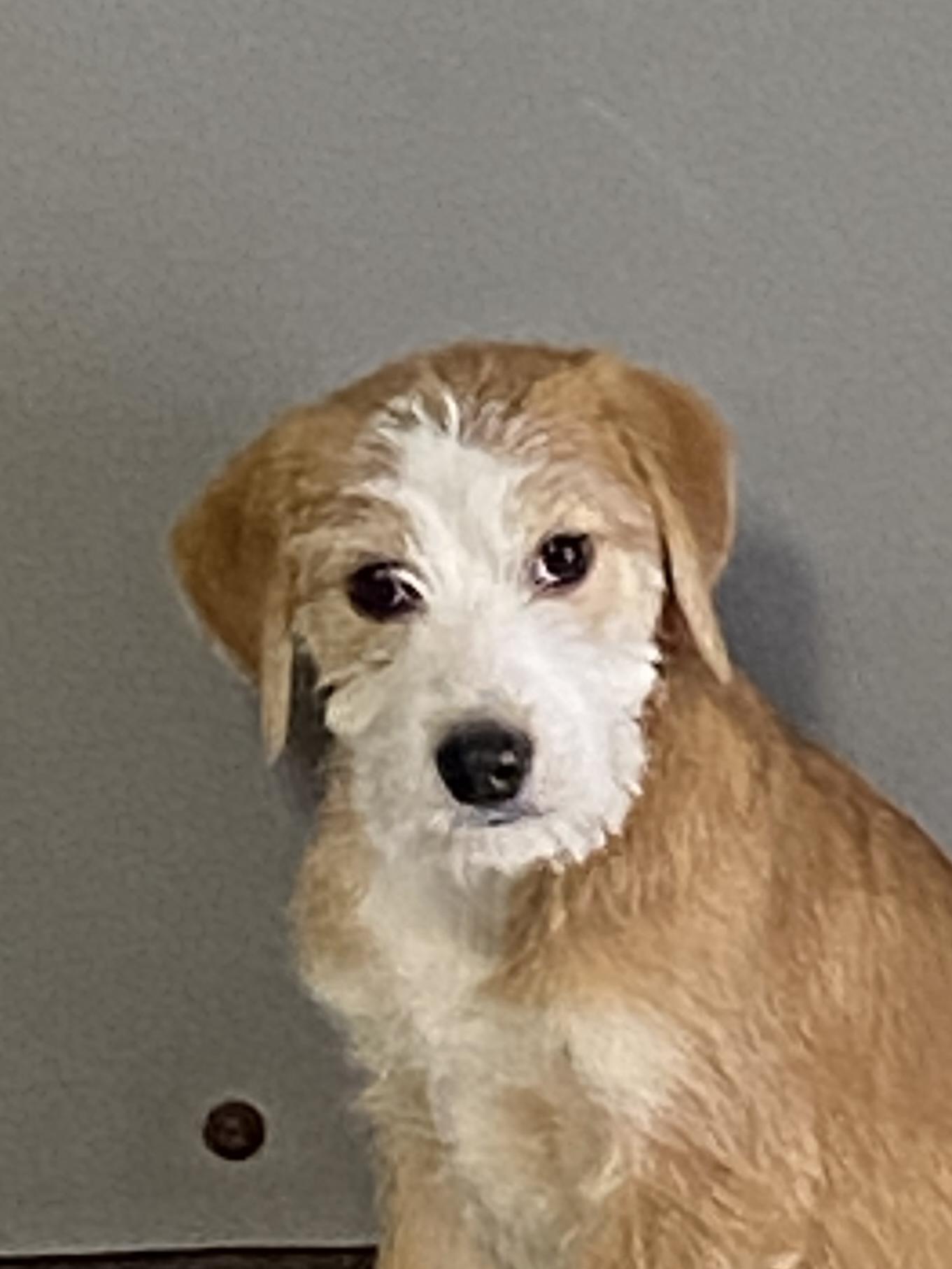Millie, a ADOPTABLE mixed breed in Stormville, NY image 1/4