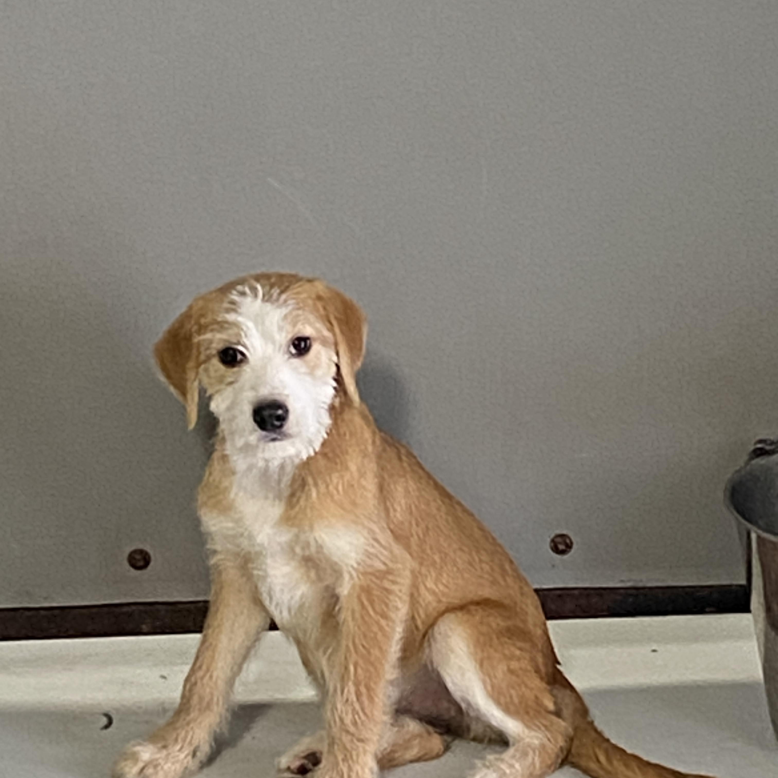 Millie, a ADOPTABLE mixed breed in Stormville, NY image 2/4