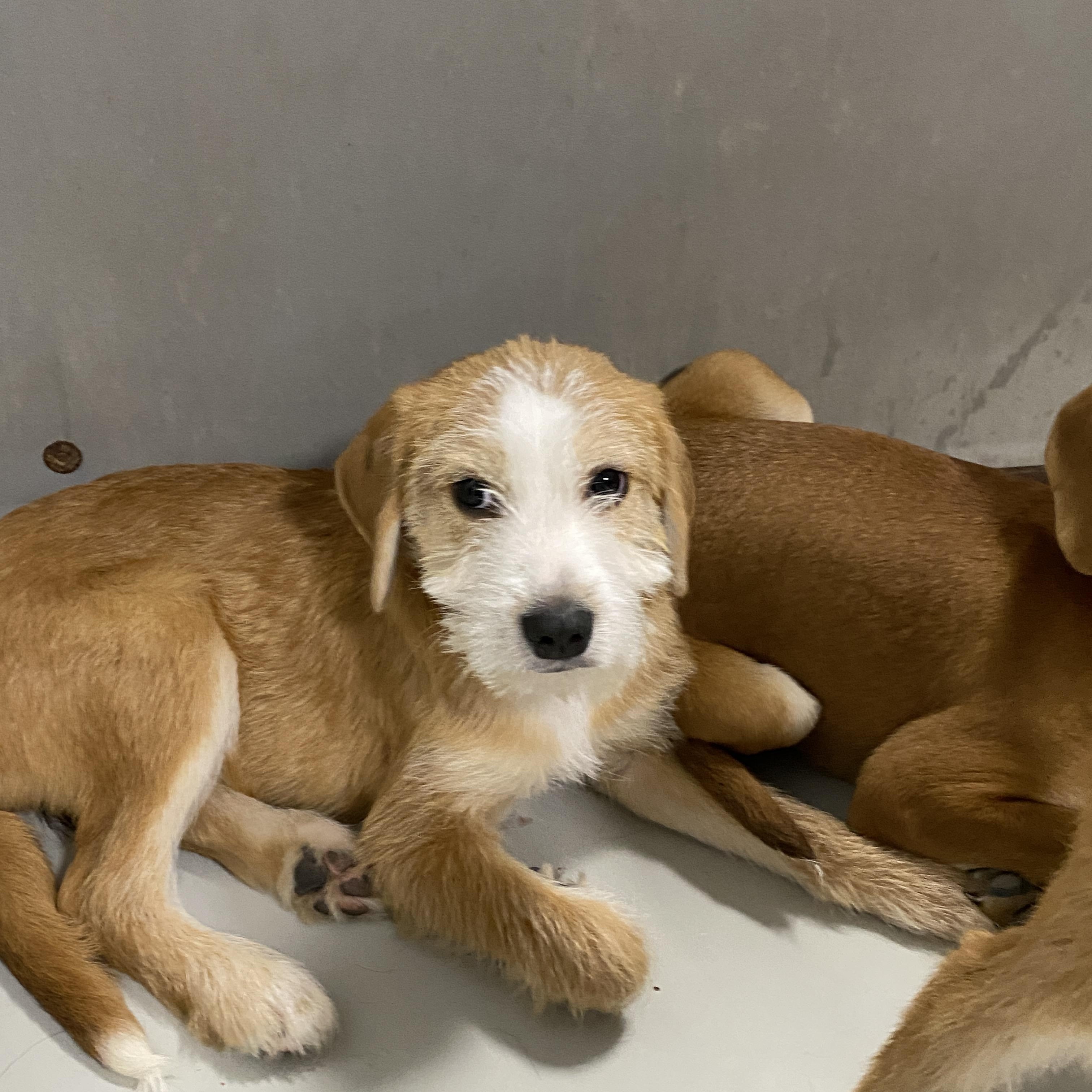 Millie, a ADOPTABLE mixed breed in Stormville, NY image 4/4
