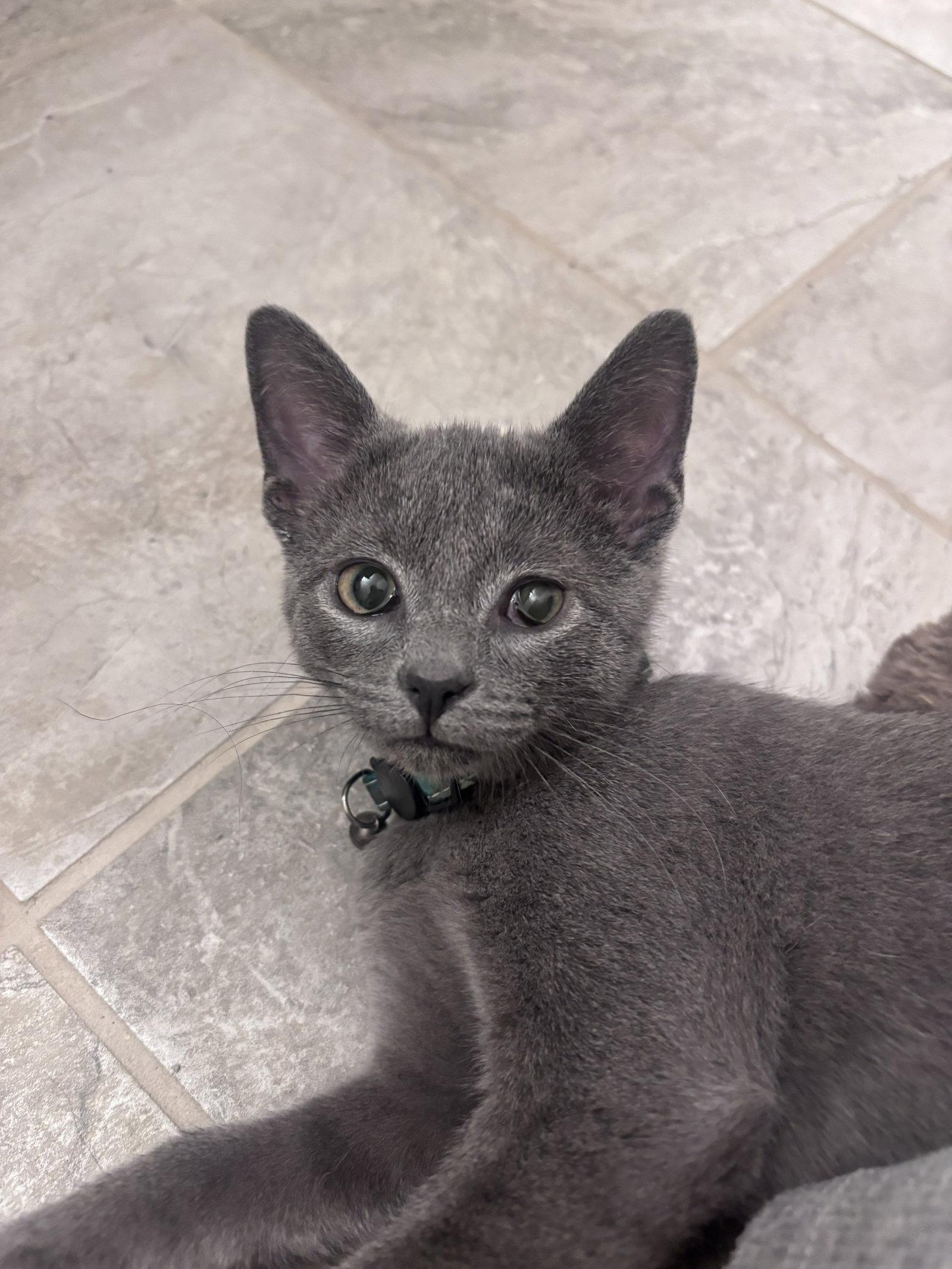 Seth, Adoptable, Kitten Male Domestic Short Hair.