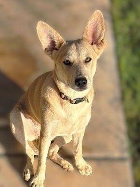 Nala, Adoptable, Adult Female Mixed Breed.