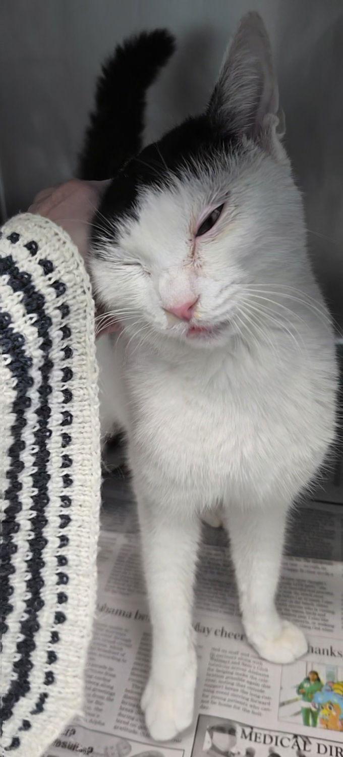 Cinderella, Adopted, Kitten Female Domestic Short Hair & Turkish Van.
