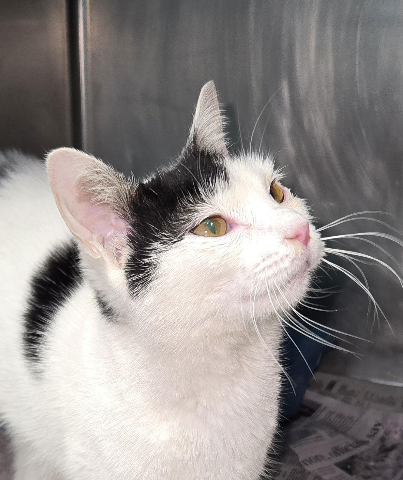 Enlarge Cinderella, a Adopted mixed breed in Magnolia Springs, AL image 3/3