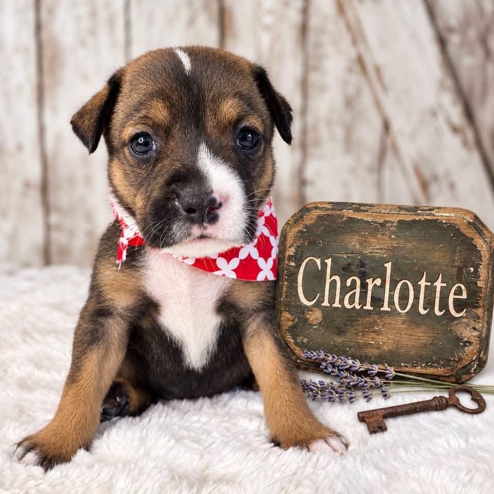 Enlarge Charlotte, a Adoptable mixed breed in Jacksonville, FL image 2/4