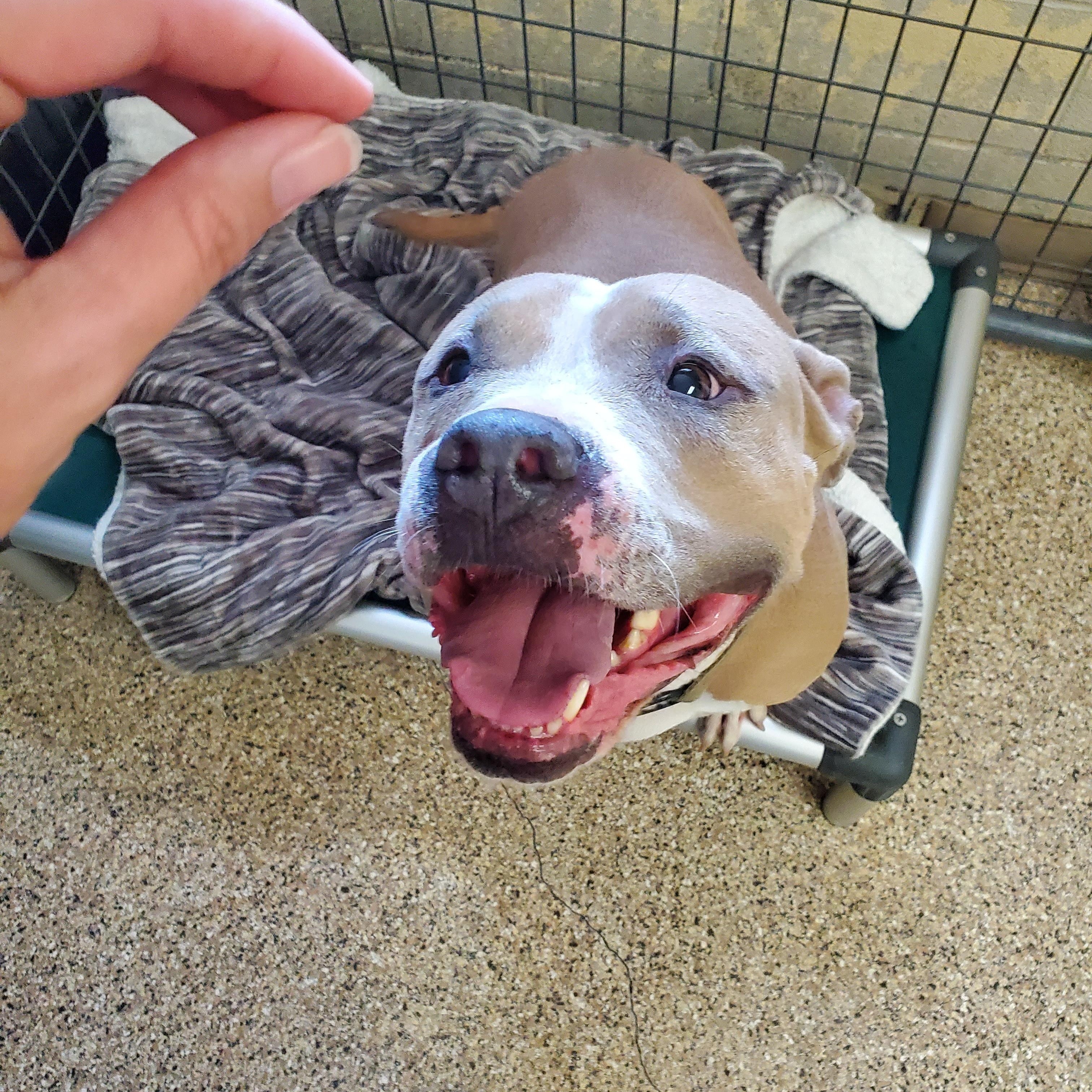 Joey, an adoptable Pit Bull Terrier in Polson, MT, 59860 | Photo Image 1