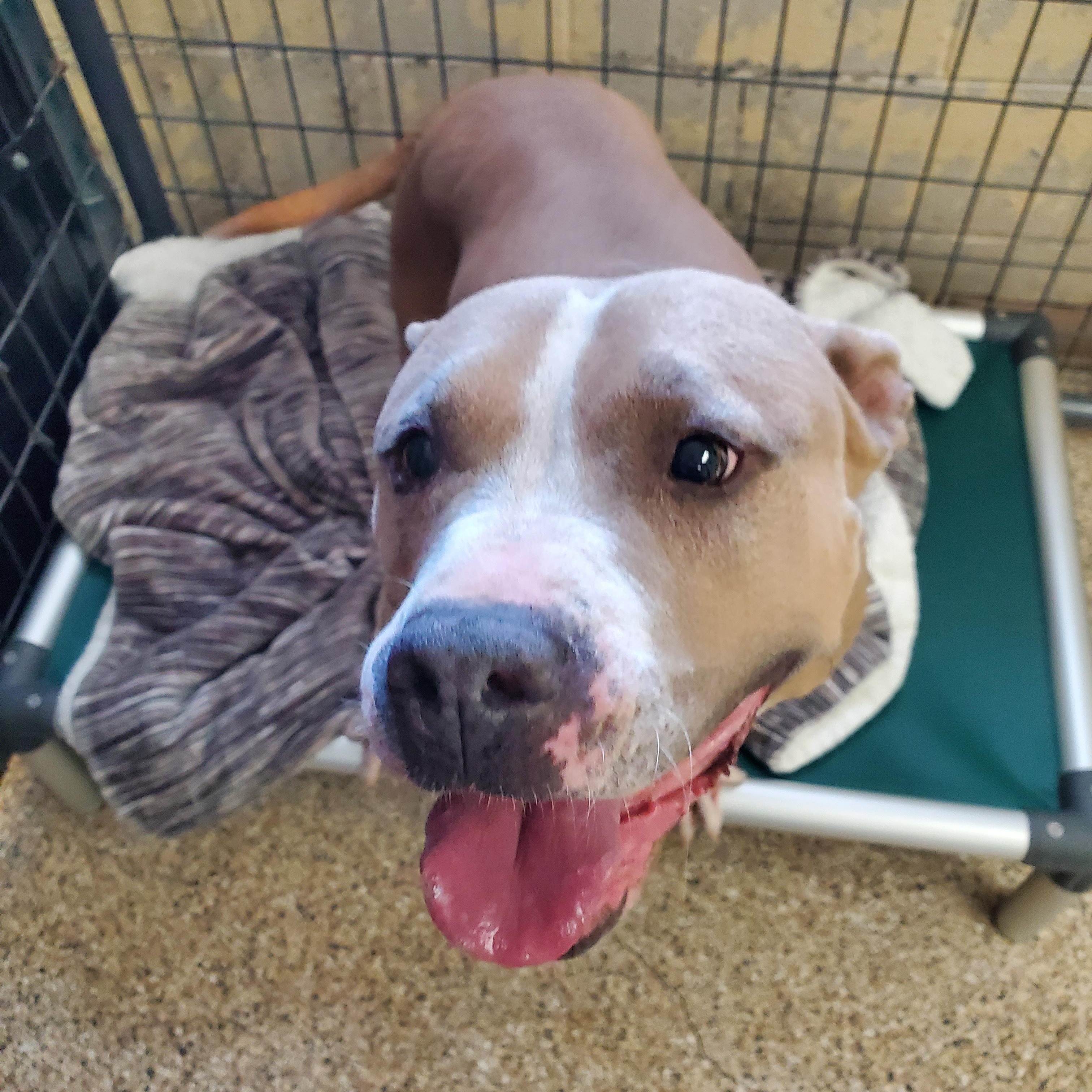 Joey, a Adoptable Pit Bull Terrier in Polson, MT image 2/2