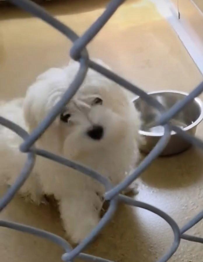 Mochi, Adoptable, Young Male Maltese.