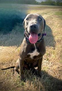Glenn Dale, Adoptable, Adult Male Weimaraner & Labrador Retriever.