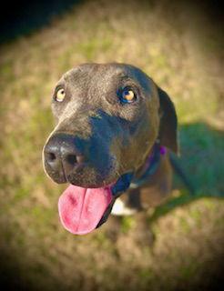 Enlarge Glenn Dale, a Adoptable mixed breed in Pleasanton, TX image 2/3