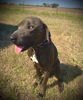 Enlarge Glenn Dale, a Adoptable mixed breed in Pleasanton, TX image 3/3