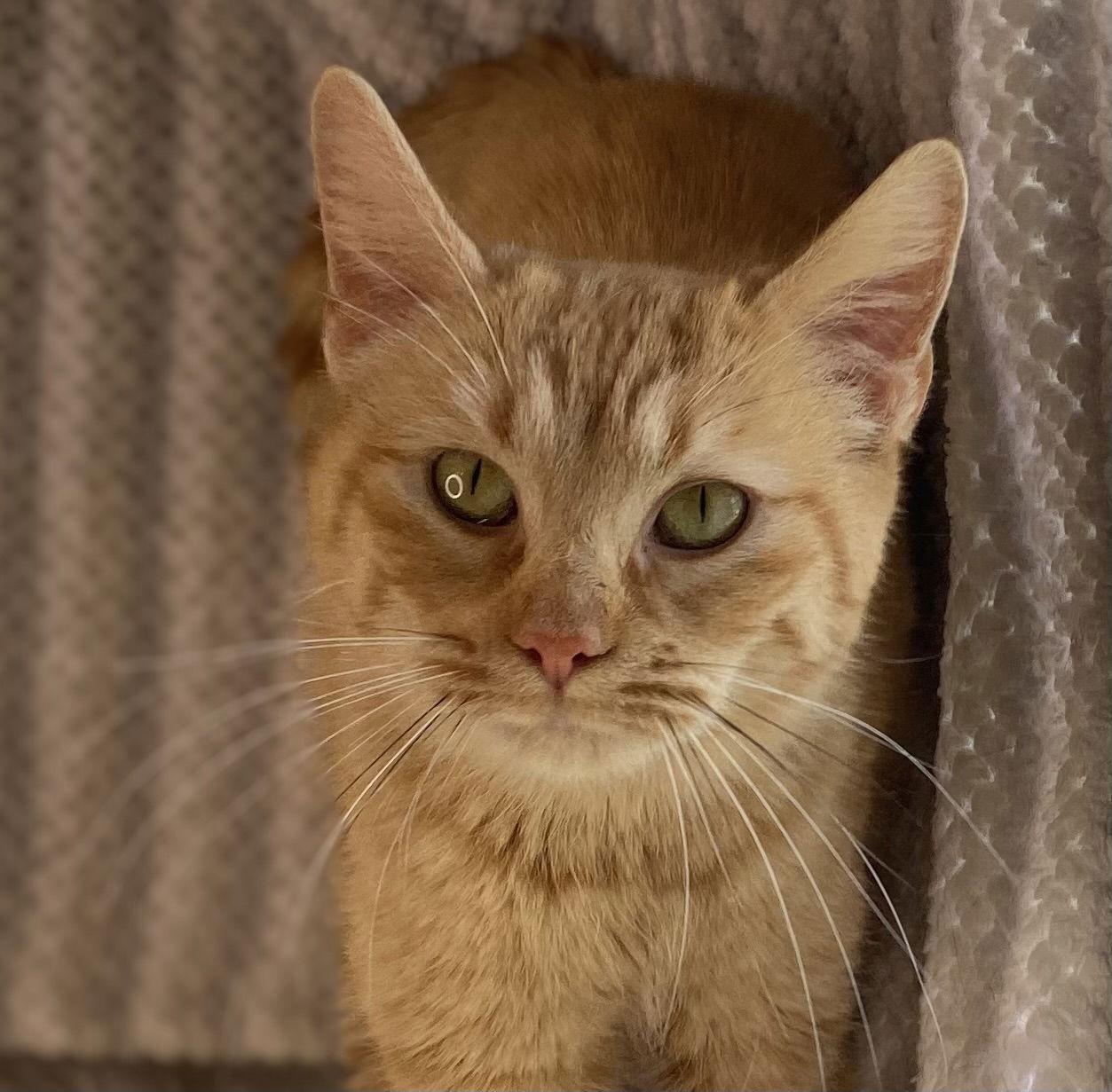 Enlarge Louise, a Adoptable mixed breed in Cookeville, TN image 1/3