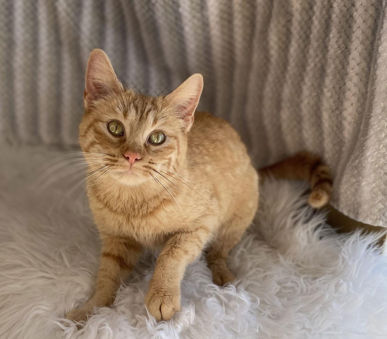 Enlarge Louise, a Adoptable mixed breed in Cookeville, TN image 3/3