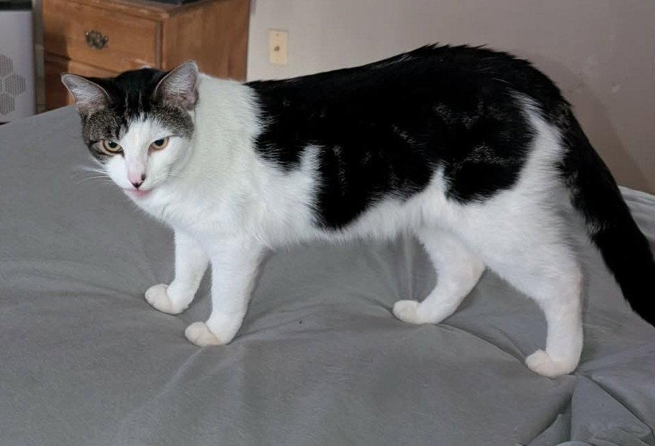 Mr. Rogers, Adoptable, Young Male Domestic Short Hair.