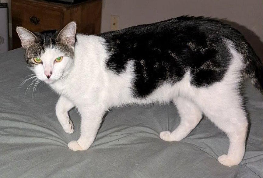 Enlarge Mr. Rogers, a Adoptable Domestic Short Hair in Glendale, AZ image 2/2