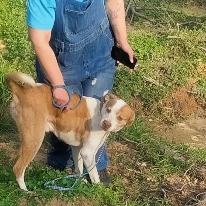 Peanut, ADOPTABLE, Senior Male Mixed Breed.