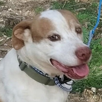 Peanut, ADOPTABLE, Senior Male Mixed Breed.