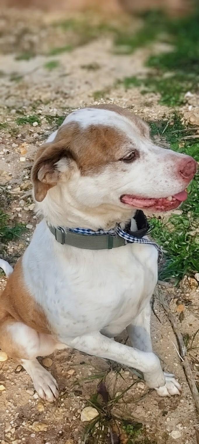 Enlarge Peanut, a ADOPTABLE Mixed Breed in Burlington, VT image 4/6