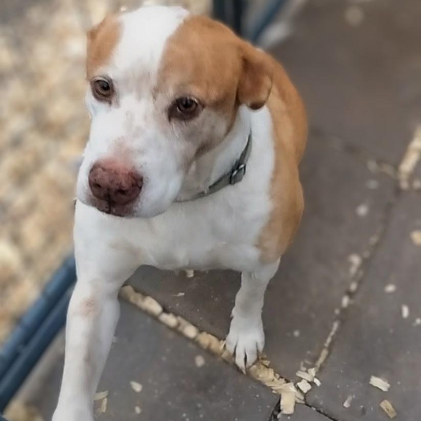 Enlarge Peanut, a ADOPTABLE Mixed Breed in Burlington, VT image 3/6