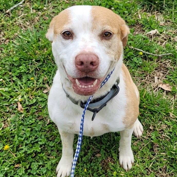 Enlarge Peanut, a ADOPTABLE Mixed Breed in Burlington, VT image 6/6