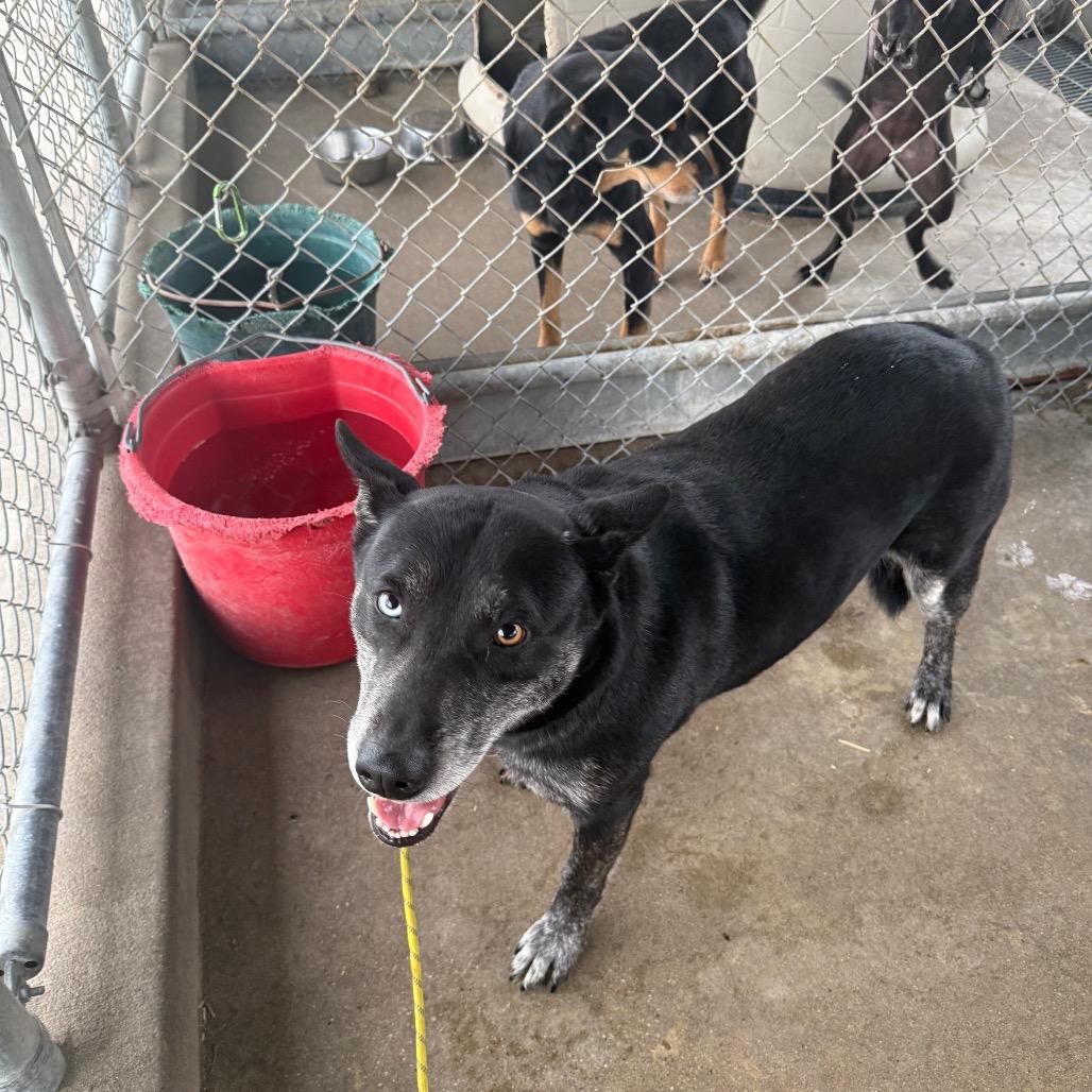 Valerie D46452, Adoptable, Adult Female Husky & Dutch Shepherd.