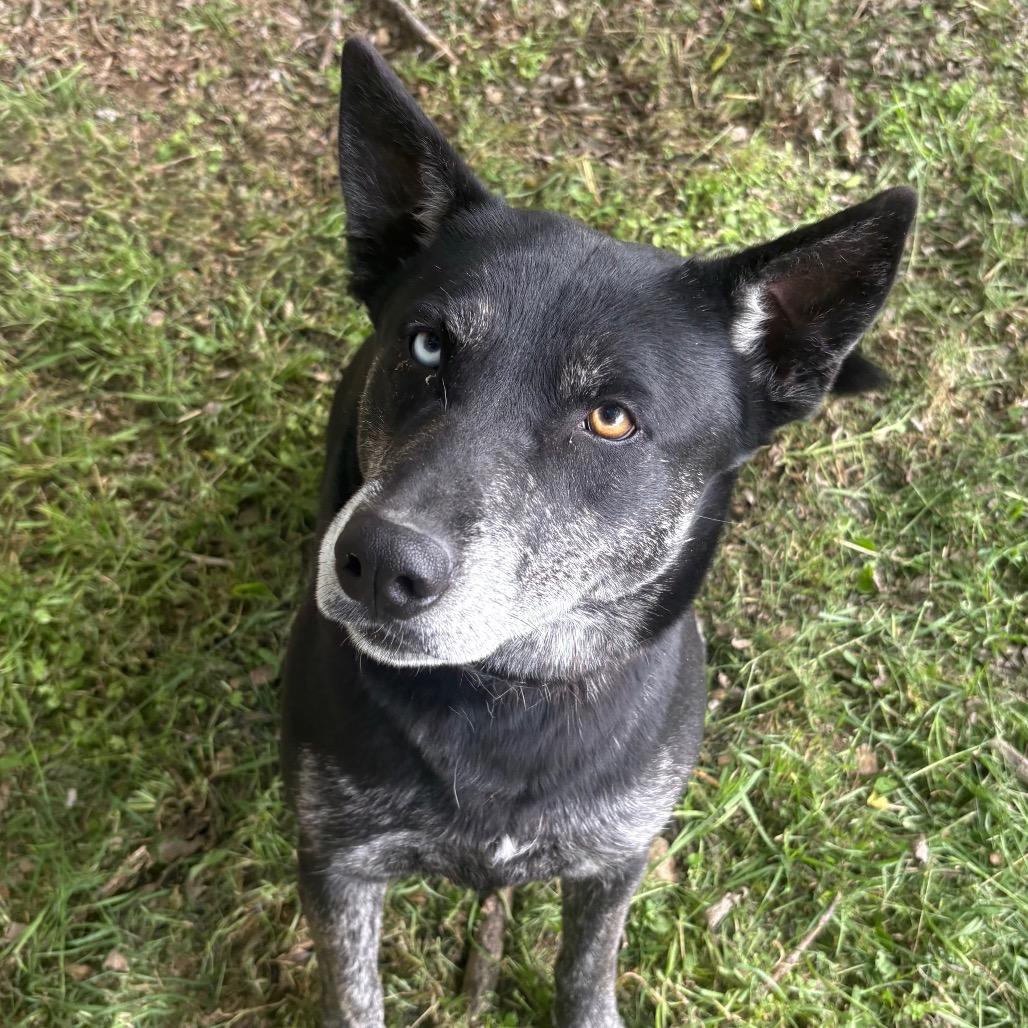 Enlarge Valerie D46452, a Adoptable mixed breed in Corsicana, TX image 2/5