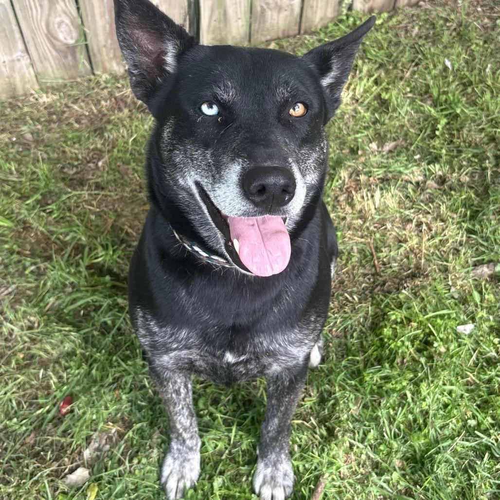 Enlarge Valerie D46452, a Adoptable mixed breed in Corsicana, TX image 3/5