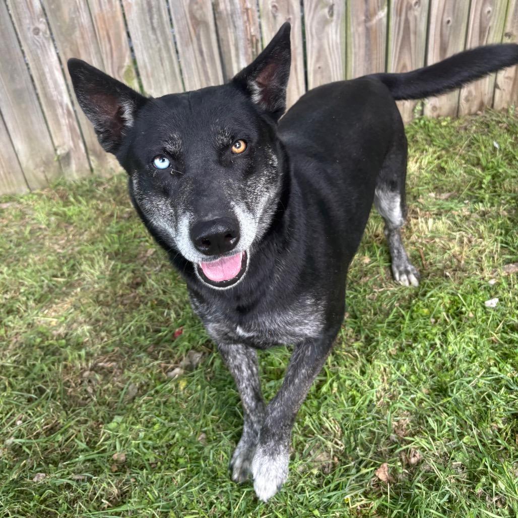 Enlarge Valerie D46452, a Adoptable mixed breed in Corsicana, TX image 4/5